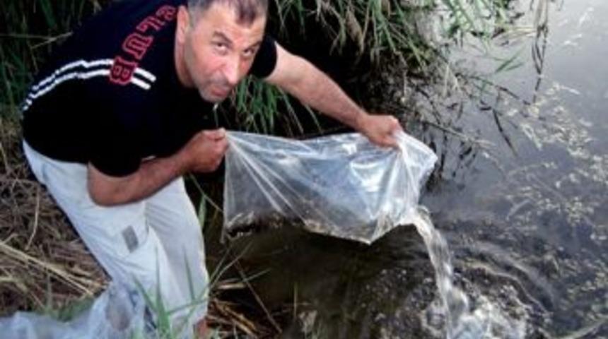 Yavru Sazanlar Suya Kavuştu