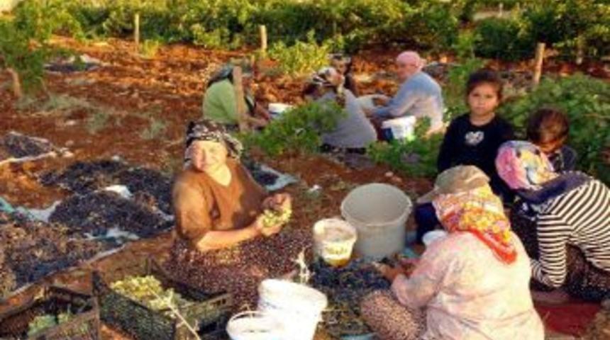 G&ouml;lbaşı&rsquo;nda &Uuml;z&uuml;m Hasadı Başladı