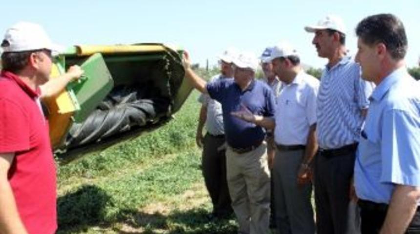 Hayvan İşletmelerinde Yonca Ekimi