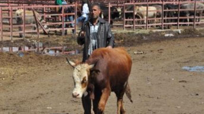 Kurbanlıklara &lsquo;kuraklık&rdquo; Darbesi