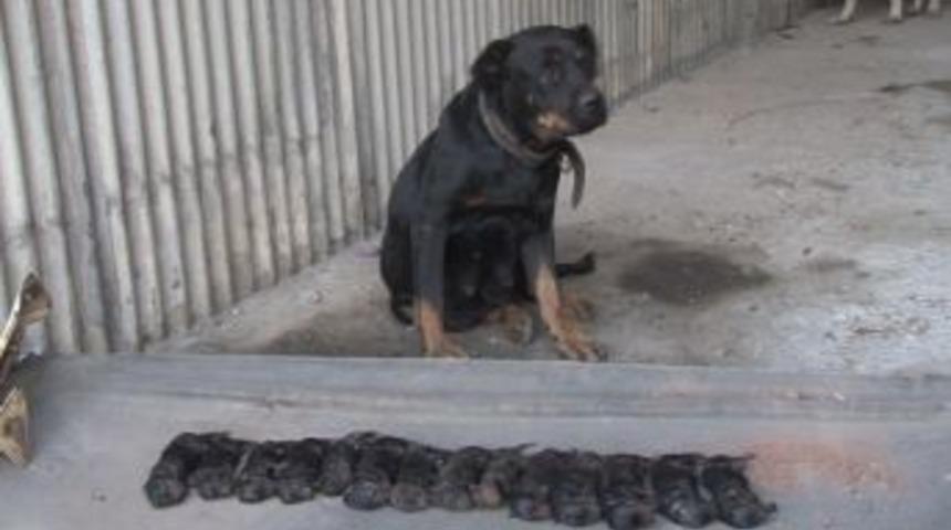 &Ouml;len Yavrularını Bırakmıyor