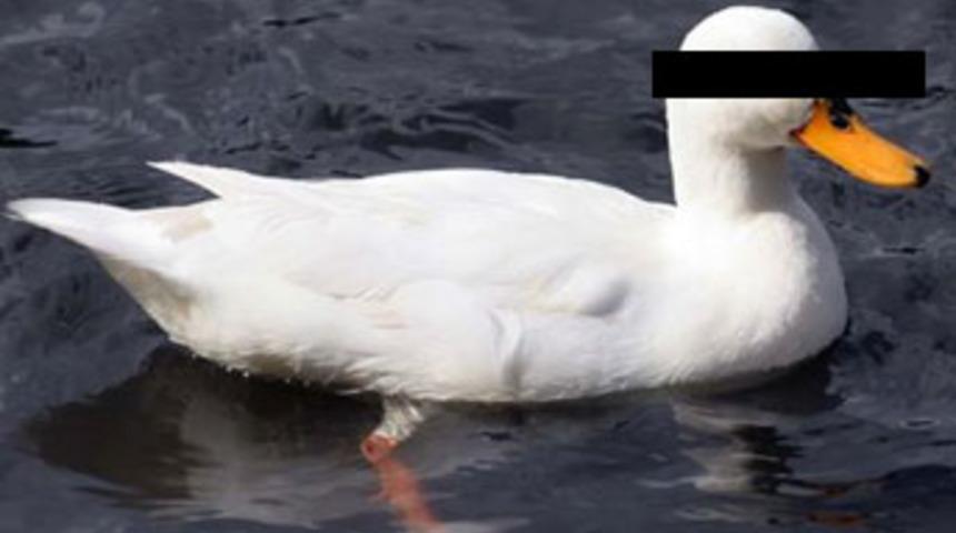 &Ouml;rdeğe tecav&uuml;z iddiası