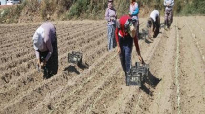 Aydınlı &Uuml;reticiler Son Yılların En Karlı &Uuml;r&uuml;n&uuml; Pırasaya Y&ouml;neldi