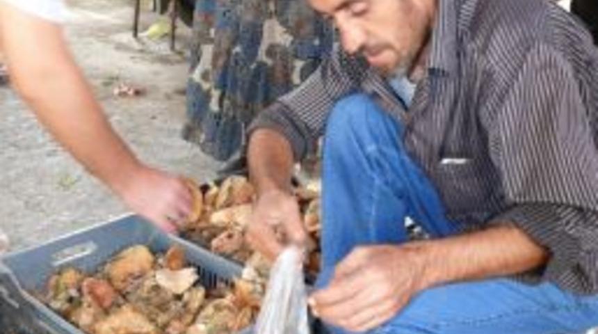 Kanlıca Mantarı B&uuml;y&uuml;k İlgi G&ouml;rd&uuml;