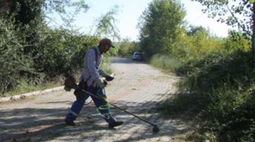 Belediye ekipleri yabani otları temizliyor