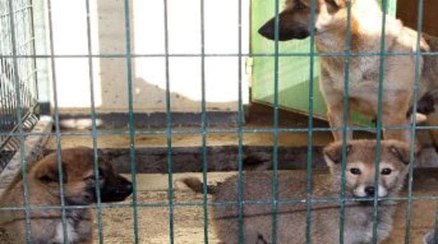 Barınakta Keyifler Yerinde