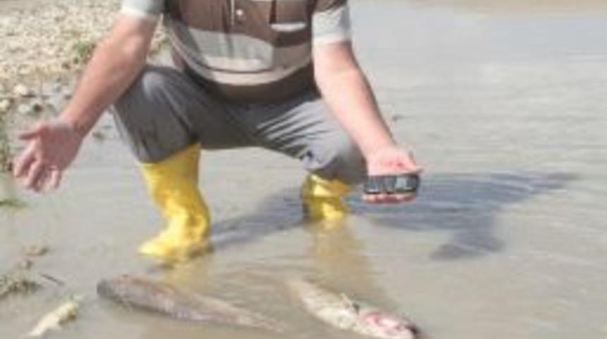 Karasu Nehri&rsquo;nde Toplu Balık &Ouml;l&uuml;mleri