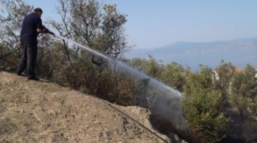 Mudanya&rsquo;da Zeytinlikte Yangın