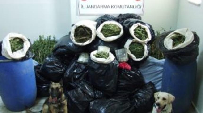 Bing&ouml;l&rsquo;de 264 Kilo Esrar, 52 Bin K&ouml;k Kenevir Bitkisi Ele Ge&ccedil;irildi
