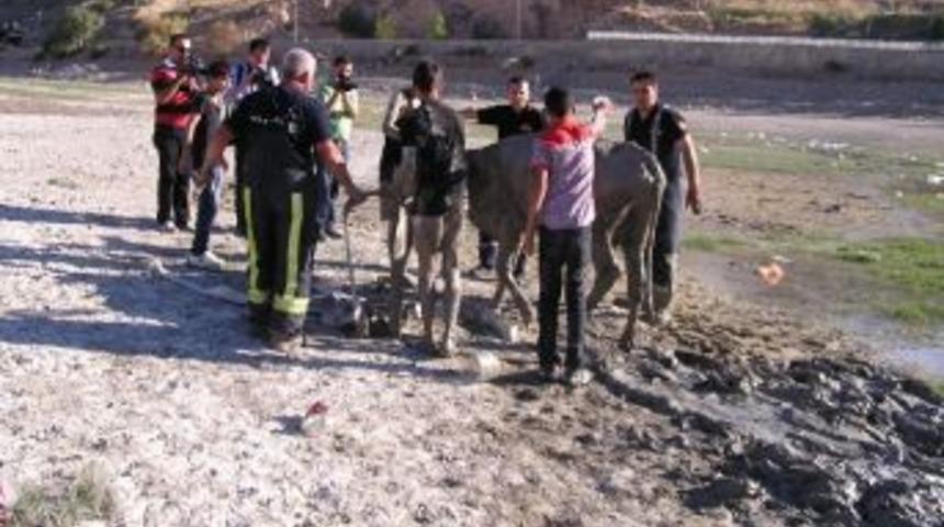 Malatya&rsquo;da İnek Kurtarma Operasyonu