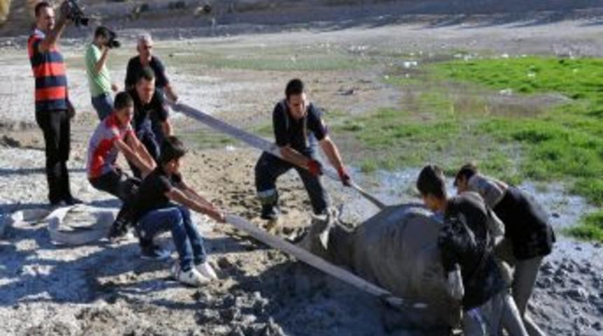 Malatya'da Inek Kurtarma Operasyonu