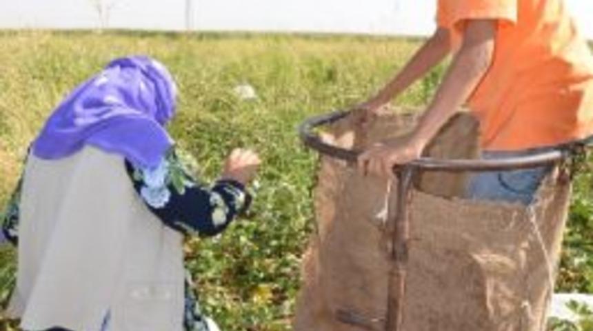 Tarlada &Ccedil;alışarak Ailelerine Destek Oluyorlar