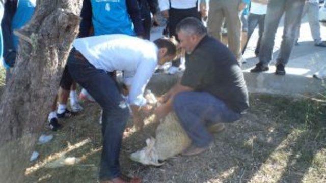 İzmit Belediyespor İddialı Hazırlanıyor