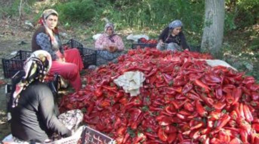 &Ccedil;anakkale&rsquo;den Avrupa'ya Kapiya Biberi İhracatı