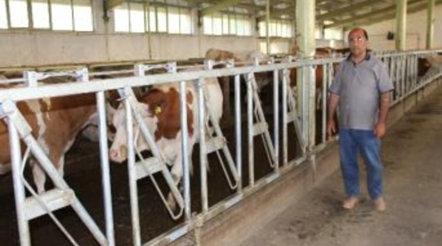 Avusturya&rsquo;dan İthal İnekler Defolu &Ccedil;ıktı