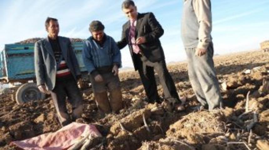 Uzmanlar Ereğli&rsquo;de Siyah Havucu İnceledi