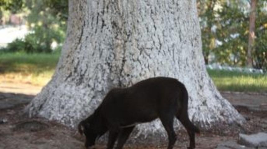 Başıboş K&ouml;pekleri Sahiplendiler