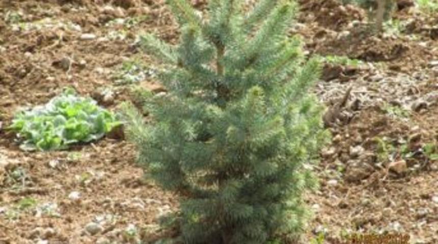 Kaymakam G&ouml;rm&uuml;ş, Ladin Ağacı Yetiştiricisini Ziyaret Etti