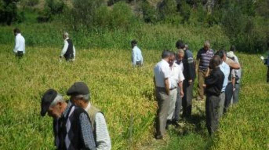 Kargı'da Tarla G&uuml;n&uuml; D&uuml;zenlendi