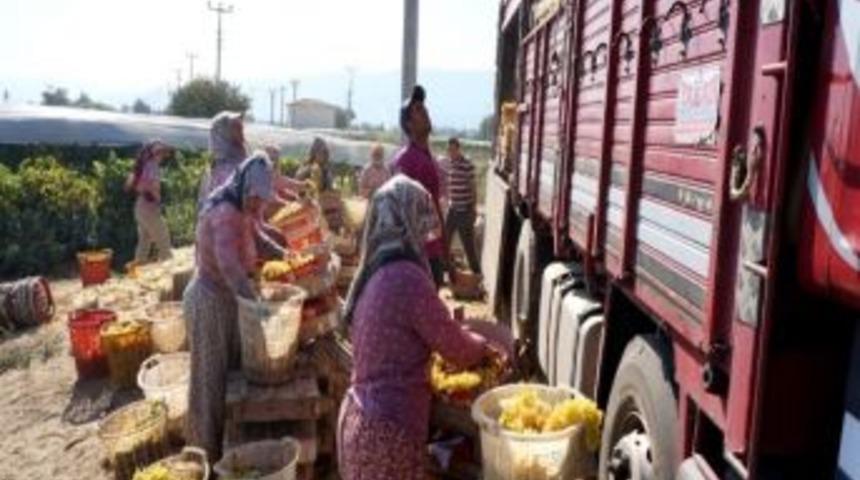 Sarıg&ouml;l&rsquo;de &Uuml;z&uuml;m Hasadı Başladı