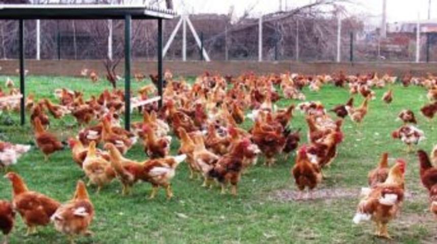 Tavuklar Altın Yumurtluyor