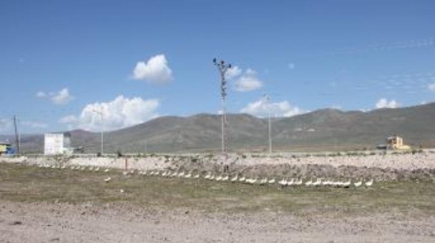 Kazlar Tek Sıra Halinde Y&uuml;r&uuml;d&uuml;