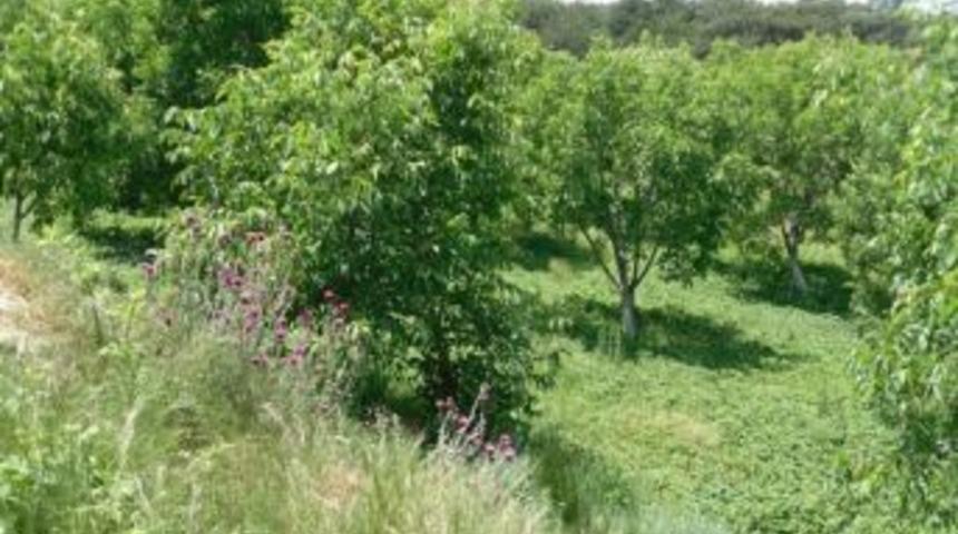 Burhaniye&rsquo;de Organik Pazar Kurulacak