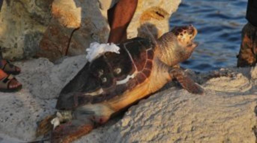 Marmaris'te Caretta Caretta &Ouml;l&uuml; Bulundu