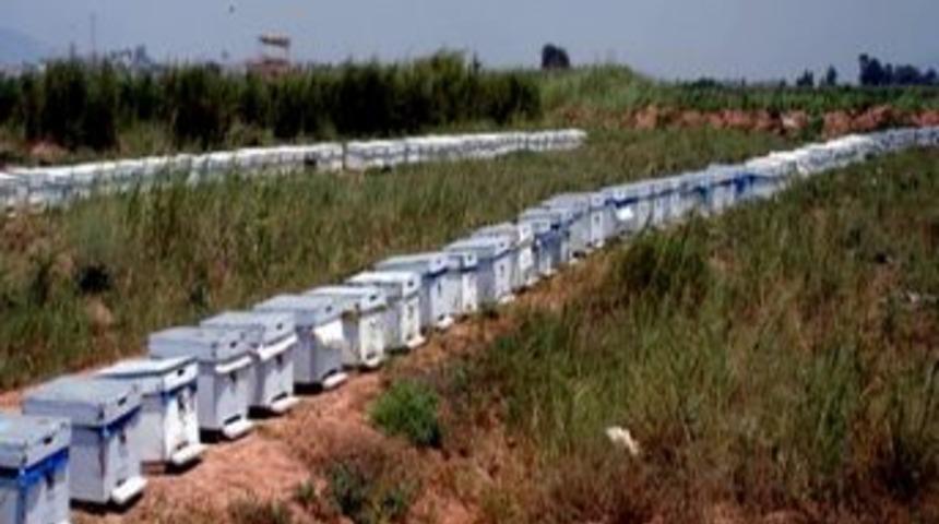 Aydın&rsquo;da Arı Kayıplarına El Konuldu