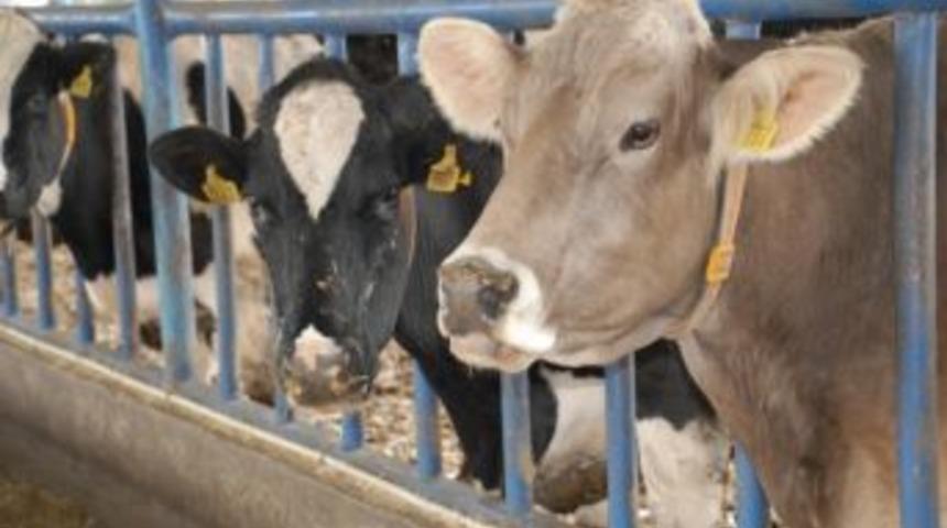 Bakanlıktan Hayvancılığa &Ccedil;ifte Destek