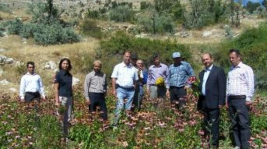 Sarıveliler&rsquo;de Tıbbi Aromatik Bitki &Uuml;retim Alanları İncelendi