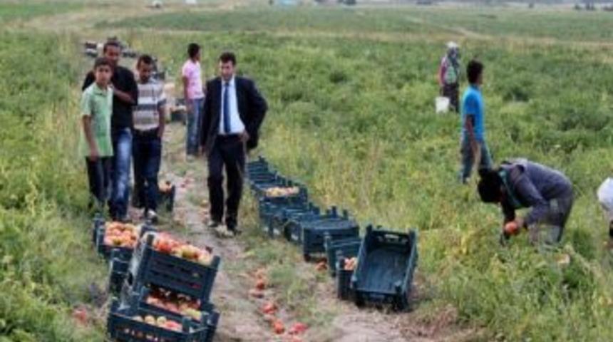 Bitlis Domatesinde Verim Y&uuml;ksek Sevinci