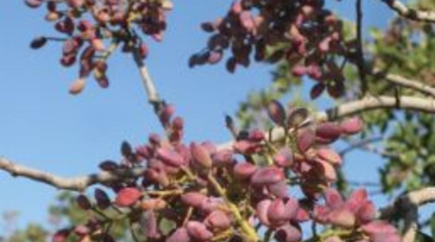 Antepfıstığında Rekolte Y&uuml;ksek Fiyat D&uuml;ş&uuml;k