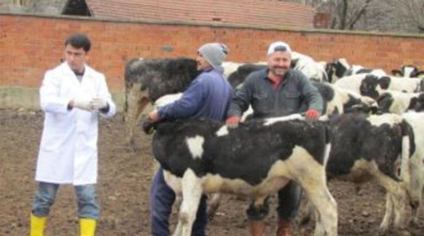 D&uuml;zce&rsquo;de Şap Aşılaması Kampanyası Başladı