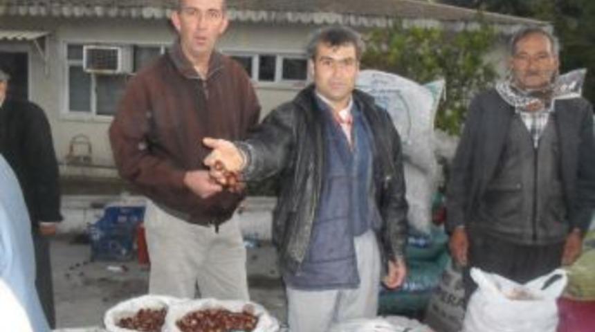 T&uuml;rkiye&rsquo;nin En Kaliteli Ceviz Ve Kestanesi Tireden T&uuml;m Yurda Dağılıyor