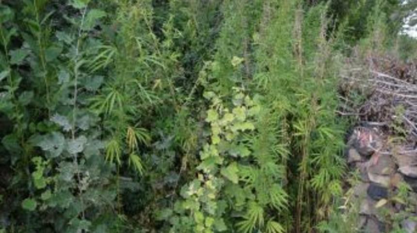 Jandarmadan Hint Keneviri Ve Ka&ccedil;ak Sigara Operasyonu