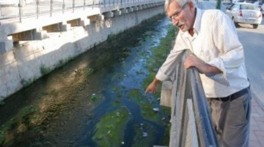 Behzat Deresi'nde Balık &Ouml;l&uuml;mleri