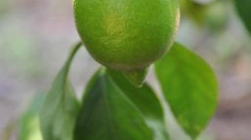Limon Hasadı Tatlı Başladı