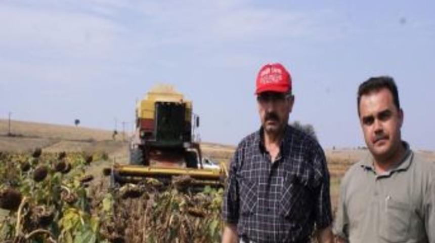 Ay&ccedil;i&ccedil;eği Deneme Parsellerinden Olumlu Sonu&ccedil; Alındı