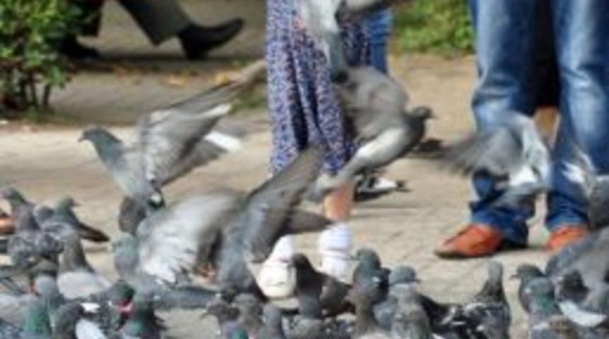 &Ccedil;ocukların G&uuml;vercin Sevgisi