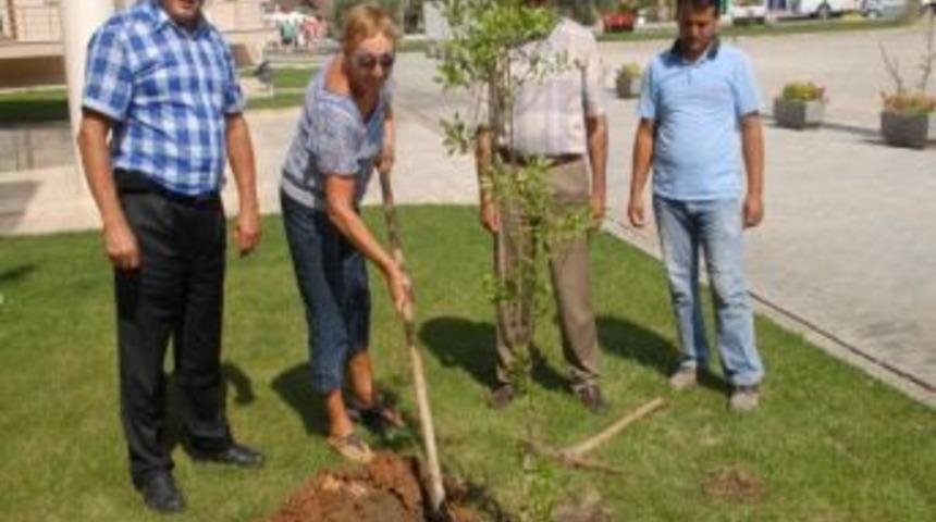 Krali&ccedil;e Elizabeth İ&ccedil;in &Ouml;l&uuml;deniz Belediyesi &Ouml;n&uuml;ne Dostluk Ağacı Dikildi