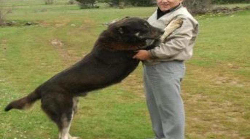 Arının Soktuğu Kişi &Ouml;ld&uuml;