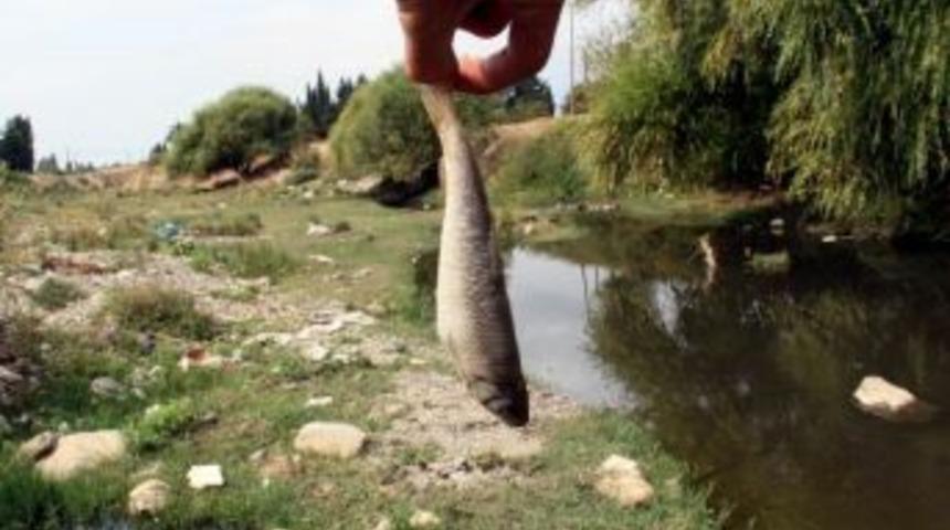 Edremit Çayı’ndaki Balıklar Öldü