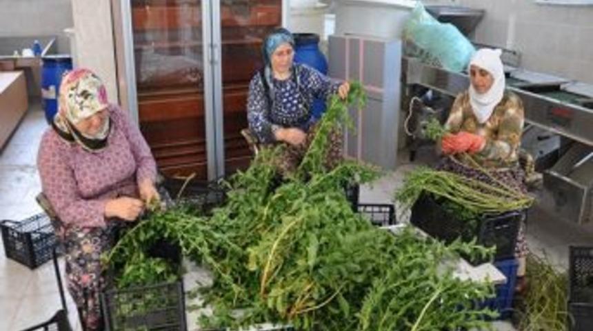 Anavatanı Paraguay Olan Şeker Otu Burhaniye'de Yetiştirilecek