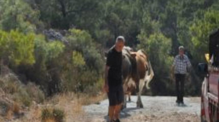 K&ouml;yl&uuml;ler Hayvanlarını Kurtarmak İ&ccedil;in Seferber Oldu