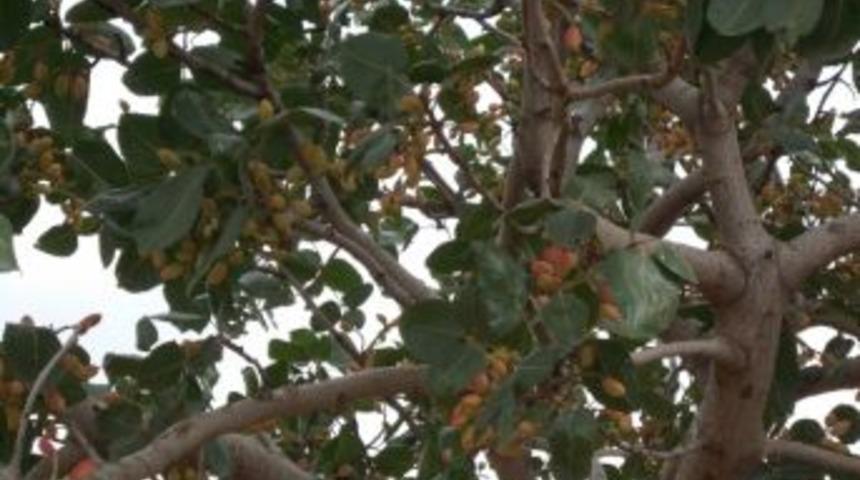 Şark&ouml;y&rsquo;de Antep Fıstığı Yetiştirildi