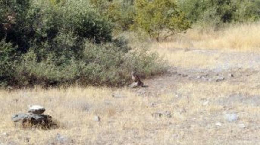 Karukulak Yeniden Doğayla Buluştu