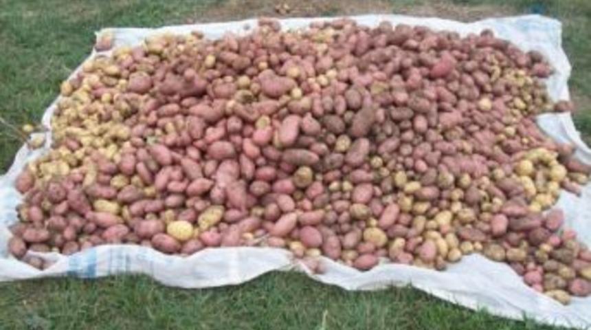 G&uuml;ce&rsquo;de Patates Hasadına Başlandı