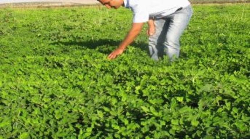 Denemesi Yapılan Yer Fıstığı Ekiminde Başarı Sağlandı