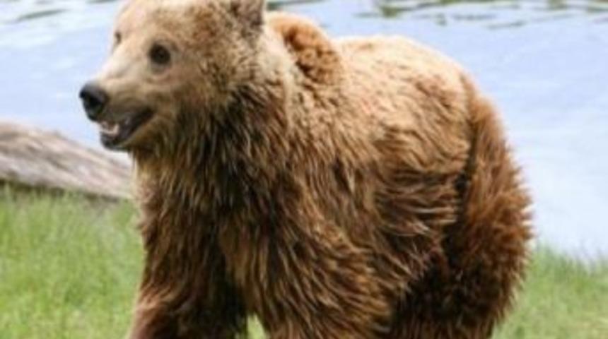 Ayı Davası Sonu&ccedil;landı